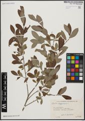 Foto von Salix aegyptiaca L.